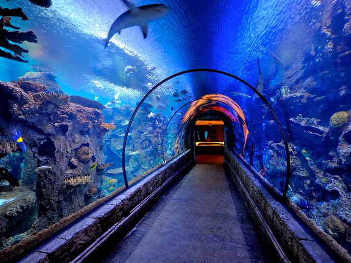 The Ice Rink at Dubai Mall dubai aquarium and underwater zoo