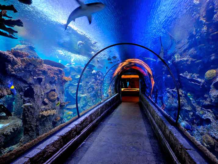 dubai aquarium and underwater zoo