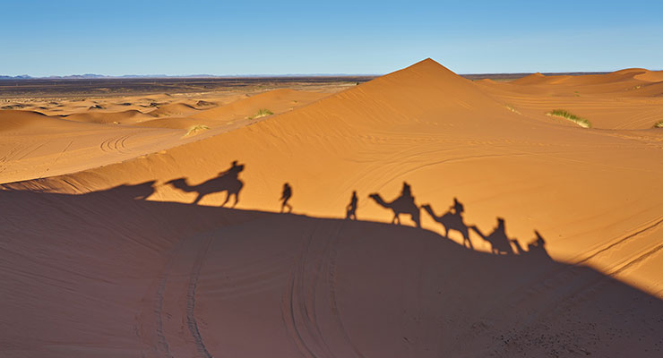 CAMEL SAFARI