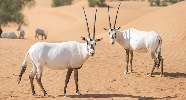 DUBAI DESERT CONSERVATION RESERVE